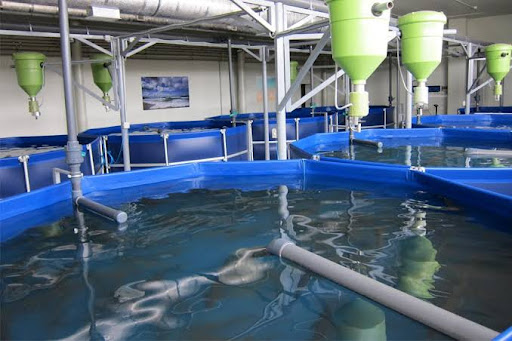 Pompe à chaleur pour piscine aquaculture